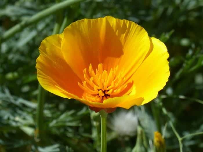 California Poppy