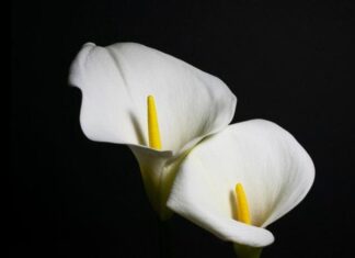 Calla Lily
