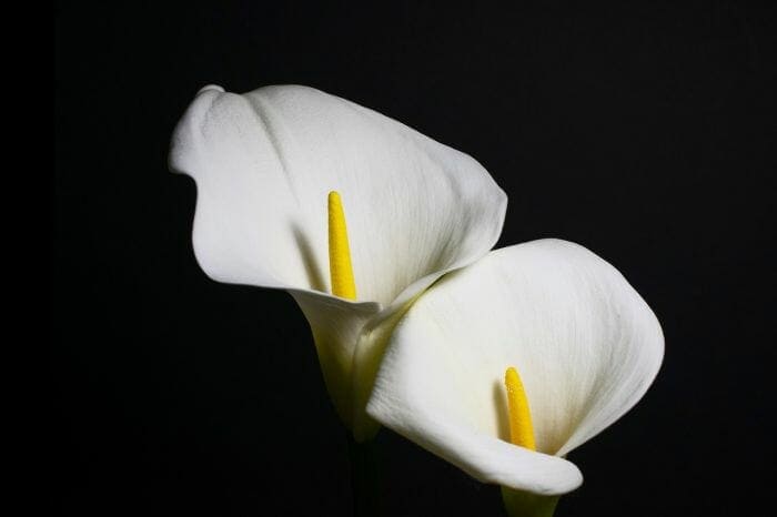 Calla Lily