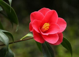 Japanese Camellia