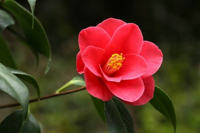 Japanese Camellia