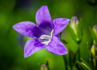 Campanula