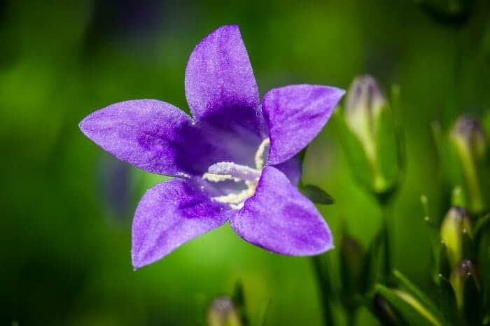 Campanula