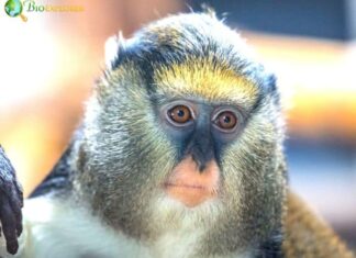 Campbell’s Mona Monkey