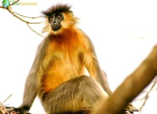 Capped Langur