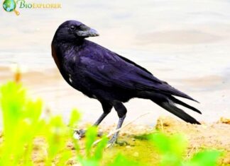Carrion Crow