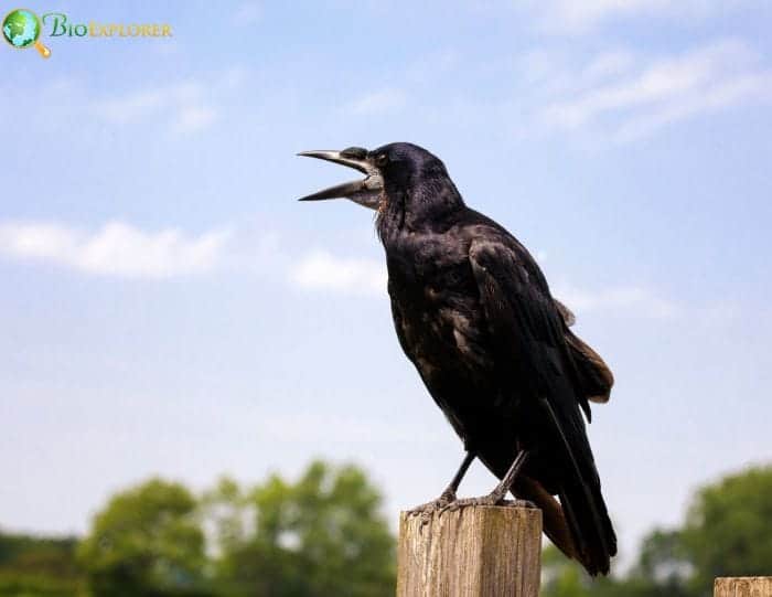 Carrion Crow Carrion Crow
