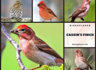 Cassin's Finch