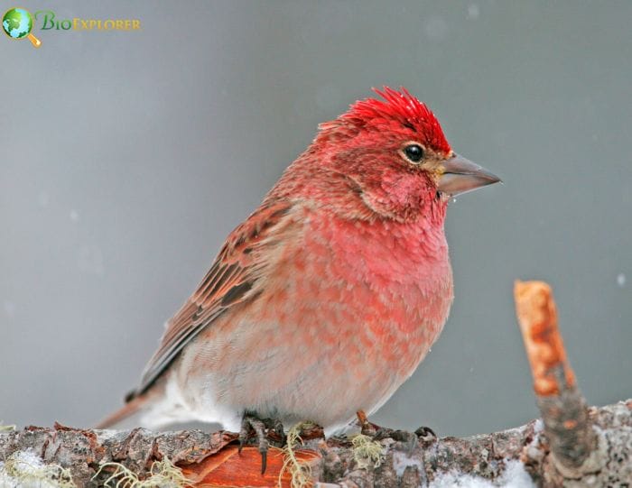 Cassin's finch perched on a branch showing rosy red head and chest, brown wings, and pale underparts