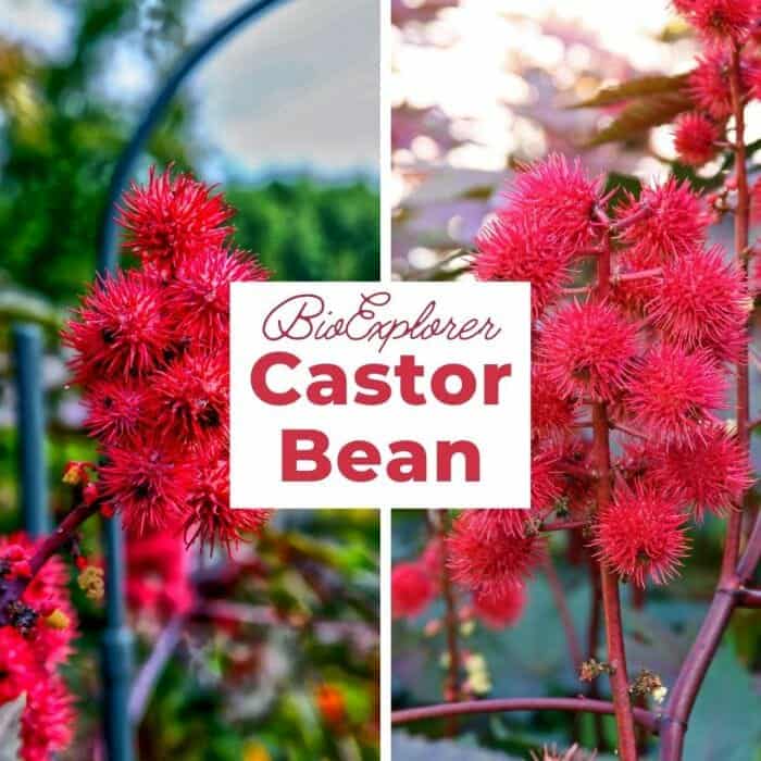 Castor Bean Castor Bean
