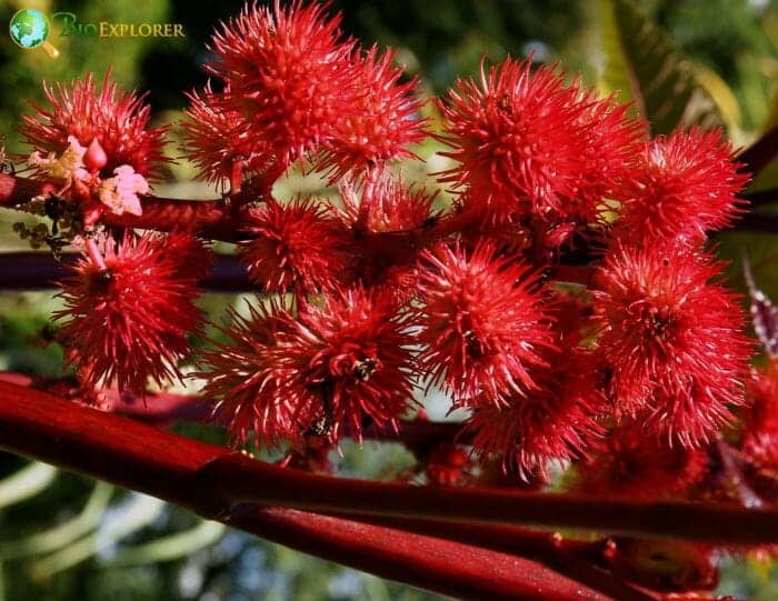 Castor Bean Flowers Castor Bean Flowers