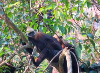 Cat Ba Langur