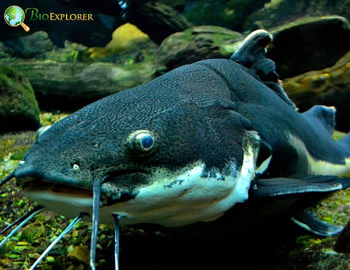 Cat Fish (Sense of Taste) Cat Fish (Sense of Taste)