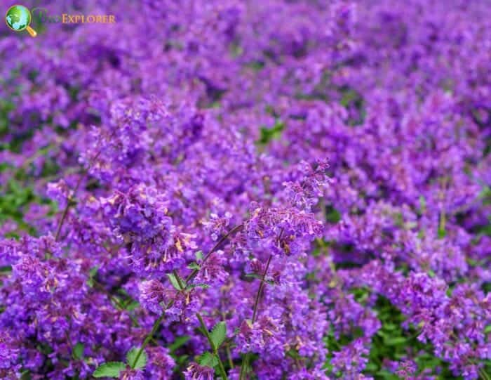 Catmint Flower Plants Catmint Flower Plants