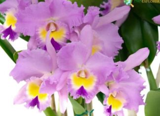 Cattleya