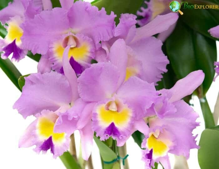 Cattleya
