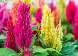 Celosia