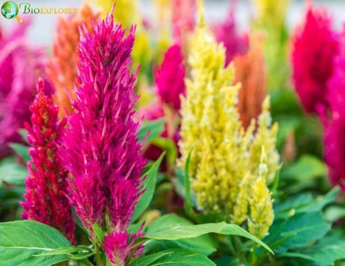 Celosia