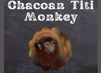 Chacoan Titi Monkey