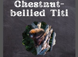 Chestnut-bellied Titi