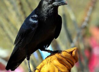 Chihuahuan Raven