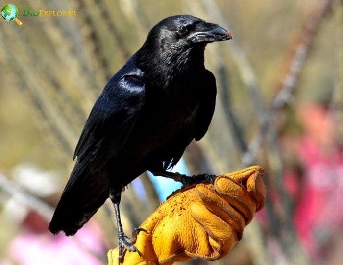 Chihuahuan Raven Chihuahuan Raven