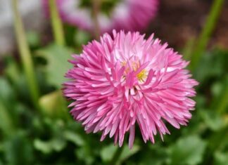 China Aster