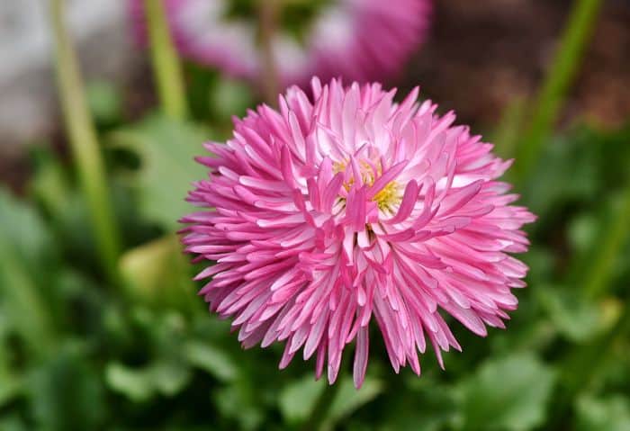 China Aster