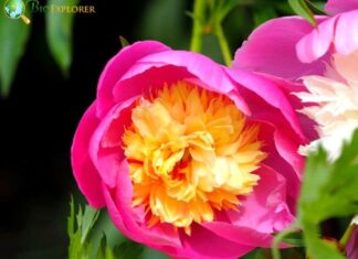 Chinese Peony