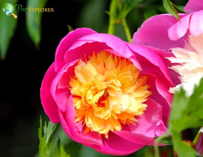 Chinese Peony