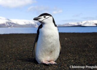 Chinstrap Penguins (Pygoscelis antarcticus)