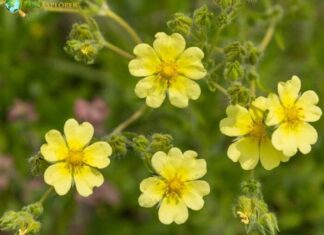 Cinquefoil