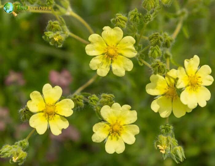 Cinquefoil
