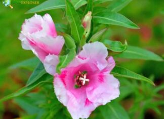 Clarkia