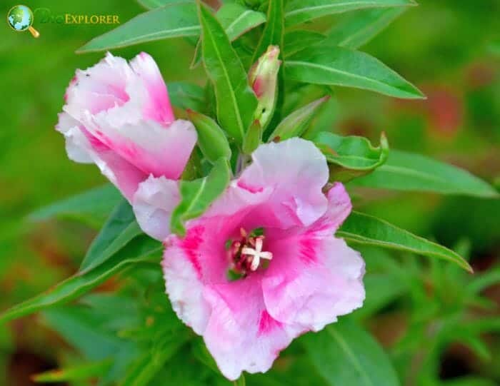 Clarkia