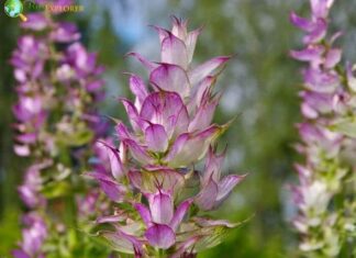 Clary sage
