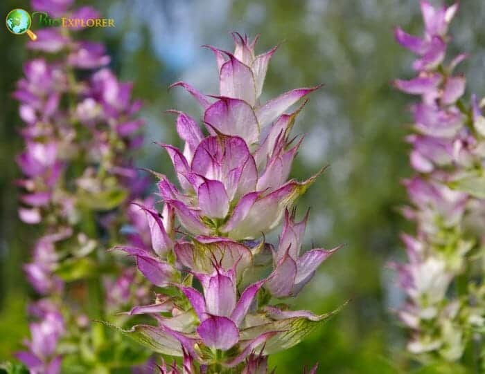 Clary sage
