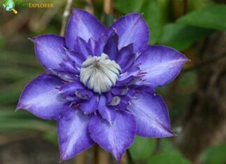 Clematis