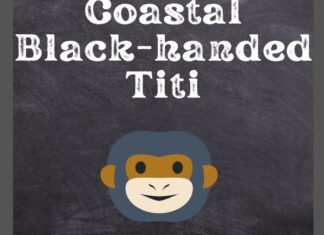 Coastal Black-handed Titi