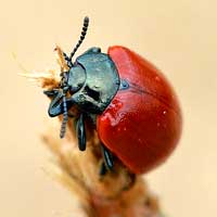 Coleopterology (Beetles)