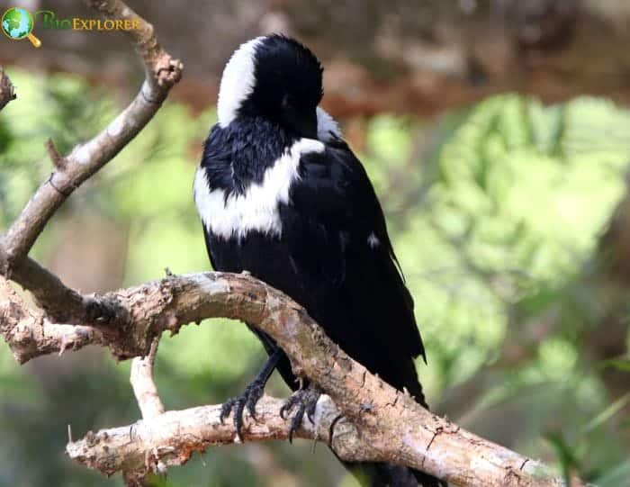 Collared Crow Collared Crow