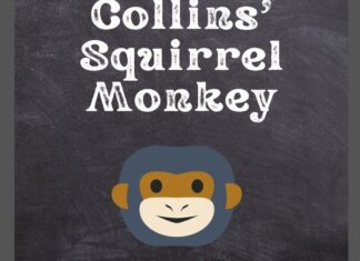 Collins' Squirrel Monkey