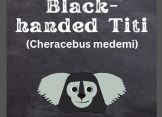 Colombian Black-handed Titi