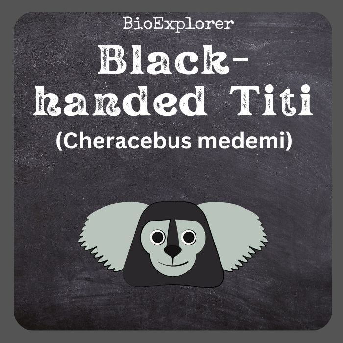 Colombian Black-handed Titi