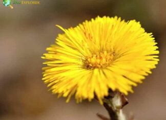 Coltsfoot
