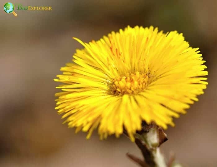 Coltsfoot