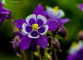 Columbine