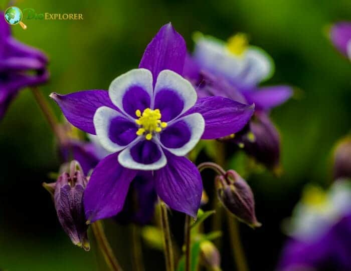 Columbine