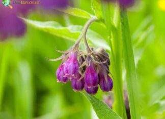 Comfrey