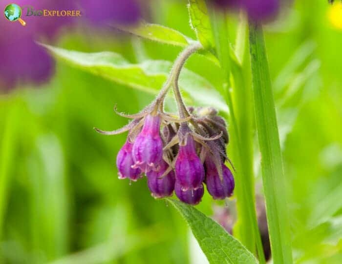 Comfrey